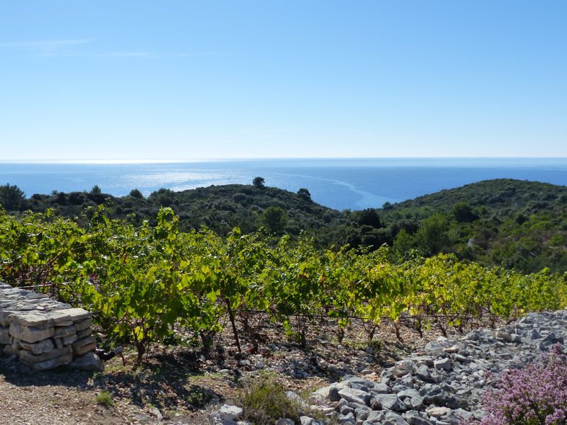 Panoramic & Viewspoints on Korcula Island - Lumbarda vineyards